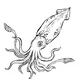 Colossal Squid Life