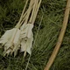 01 BURDOCK EVERDEEN