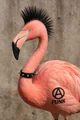 Punk Rock Flamingo