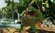 King K Rool