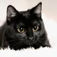 Deng the Black cat 