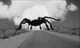 Tarantula