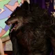 Gay werewolf 