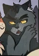 Graystripe