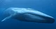 Blue whale 