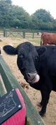 Cow