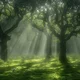 Enchanted Forest 