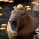Your Pet Capybara