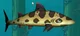Leopard shark