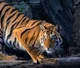 Captive Tigress