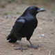 Crow