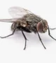 Fly