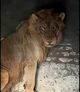 Captive Lion