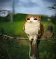 Meowl