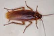 Cockroach TF
