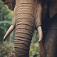 Elephant Trunk