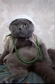 Chat BiChiBi