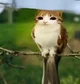 Meowl