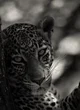 Jeazu - Panther King