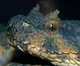 Cord The Viper