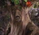 Apple Tree