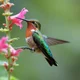 Humming Bird
