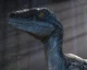 Blue The Last Raptor