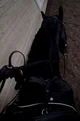 Roscoe -bl-
