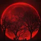 Crimson moon dynasty