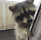 Raccoon