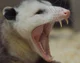 Rust the Opossum