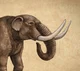 Mastodon