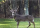 Deer TF