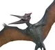 Pteranodon