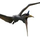 Quetzalcoatlus