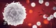White blood cells