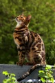 Cassie the Cat