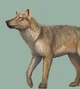 Dire Wolf