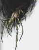 Arachno-Claw