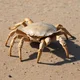 Desert crab