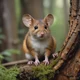 Forest shy mouse