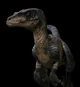 JWD Female Raptor