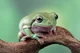 Frog on a log 