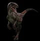 JWD Raptor Male
