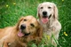 2 golden retriever 