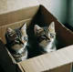 Cats in a box