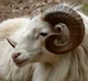 Ram Goat