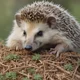 Hedgehog