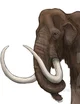 Wooly mammoth