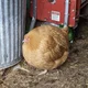 Chonky Chicken